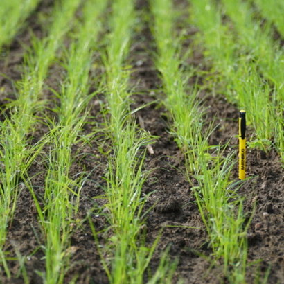 BG13 14 dni po siewie 1 (1).jpg